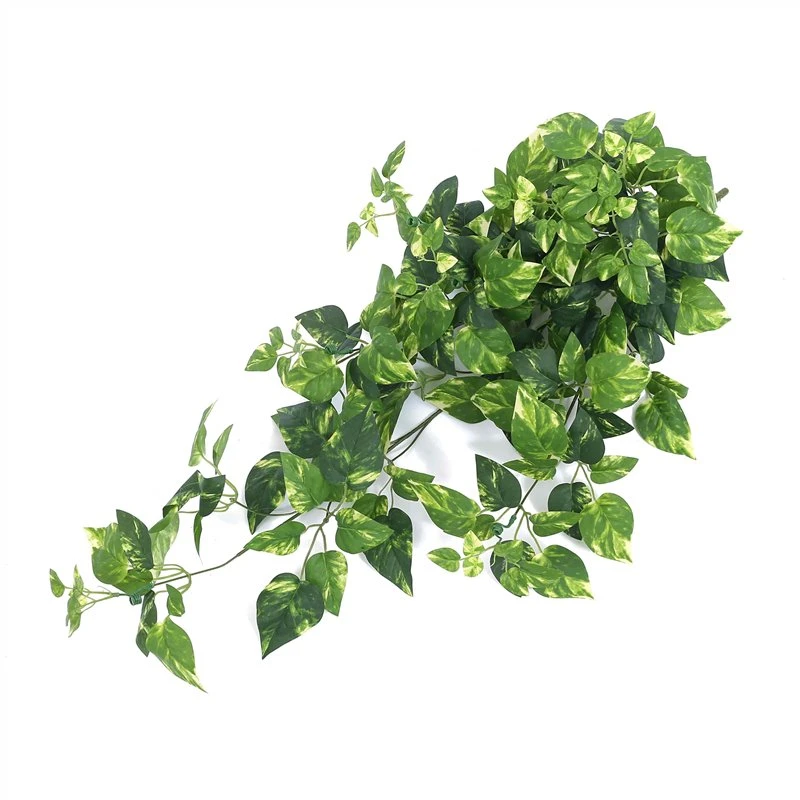 hanging pothos