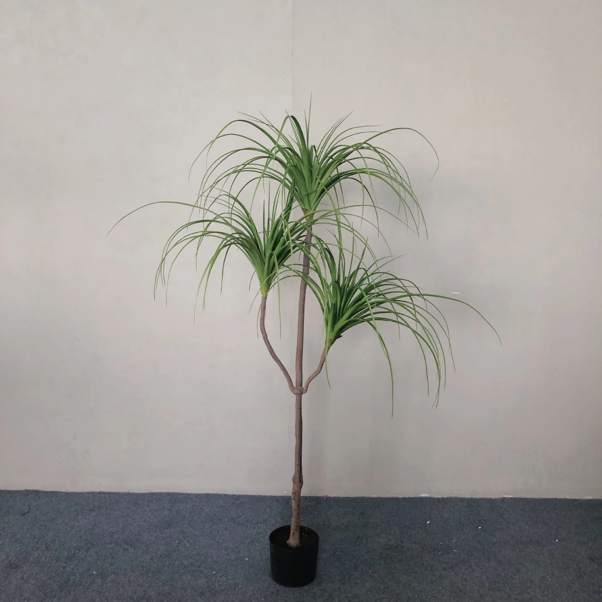 Cos'è l'albero del sangue di drago?
