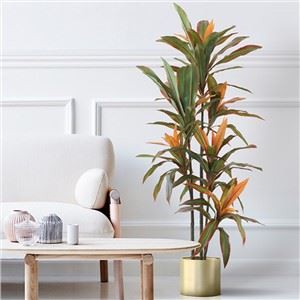 Albero di Dracaena con bordo rosso